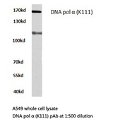POLA1 / DNA Polymerase Alpha 1 Antibody - Western blot of DNA pol (K111) pAb in extracts from A549 cells.