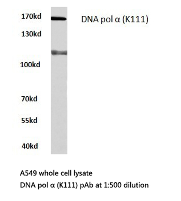 POLA1 / DNA Polymerase Alpha 1 Antibody - Western blot of DNA pol (K111) pAb in extracts from A549 cells.
