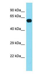 POLA2 / DNA Polymerase Alpha 2 Antibody - POLA2 / DNA Polymerase Alpha 2 antibody Western Blot of Mouse Brain. Antibody dilution: 1 ug/ml.  This image was taken for the unconjugated form of this product. Other forms have not been tested.