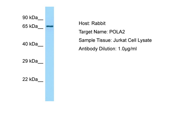 POLA2 / DNA Polymerase Alpha 2 Antibody -  This image was taken for the unconjugated form of this product. Other forms have not been tested.