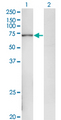POLA2 / DNA Polymerase Alpha 2 Antibody - Western blot of POLA2 expression in transfected 293T cell line by POLA2 monoclonal antibody (M02), clone 2A8.