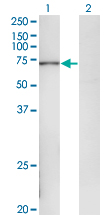 POLA2 / DNA Polymerase Alpha 2 Antibody - Western blot of POLA2 expression in transfected 293T cell line by POLA2 monoclonal antibody (M02), clone 2A8.