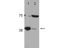 POLB / DNA Polymerase Beta Antibody - Western blot of Rabbit Anti-POL (DNA polymerase beta) Antibody (Anti-POLB (DNA polymerase beta) (RABBIT) Antibody - 600-401-C65). Lane 1: LN428 FLAG POL (control). Lane 2: A172. Load: 35 ug per lane. Primary antibody: POL antibody at 1:2000 for overnight at 4C. Secondary antibody: IRDye800 goat anti-rabbit at 1:10000 for 45 min at RT. Block: 5% BLOTTO overnight at 4C. Predicted/Observed size: ~40 kDa, ~40 kDa. Other band(s): unknown band ~75 kDd.