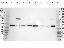 POLB / DNA Polymerase Beta Antibody - Western Blot of rabbit anti-POLB antibody. Marker: Opal Pre-stained ladder Lane 1: HEK293 lysate Lane 2: HeLa Lysate Lane 3: MCF-7 Lysate Lane 4: Jurkat Lysate Lane 5: A431 Lysate Lane 6: Raji Lsyate Lane 7: Ramos Lysate Lane 8: NIH/3T3 Lysate Load: 35 µg per lane. Primary antibody: POLB antibody at 1:5,000 for 3hrs at RT. Secondary antibody: Peroxidase rabbit secondary antibody at 1:30,000 for 60 min at RT. Blocking Buffer: 1% Casein-TTBS for 30 min at RT. Predicted/Observed size: 38 kDa for POLB.