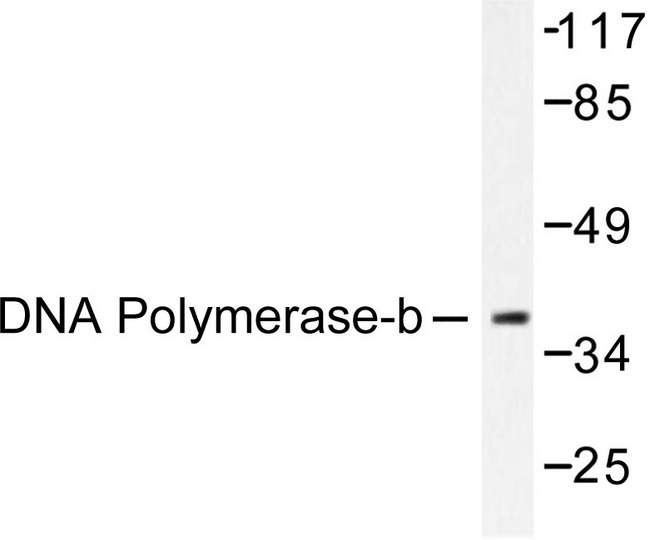 POLB / DNA Polymerase Beta Antibody - Western blot of DNA Polymerase /DPOLB (Q324) pAb in extracts from NIH/3T3 cells.