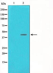 POLB / DNA Polymerase Beta Antibody - Western blot analysis on NIH-3T3 cell lysates using DNA Polymerase beta antibody. The lane on the left is treated with the antigen-specific peptide.