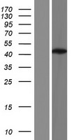 POLB / DNA Polymerase Beta Protein - Western validation with an anti-DDK antibody * L: Control HEK293 lysate R: Over-expression lysate