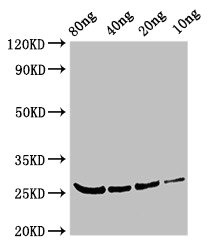 Polcalcin Bet v 4 Antibody - Western Blot Positive WB detected in Recombinant protein All lanes: BETV4 antibody at 3µg/ml Secondary Goat polyclonal to rabbit IgG at 1/50000 dilution predicted band size: 26 kDa observed band size: 26 kDa