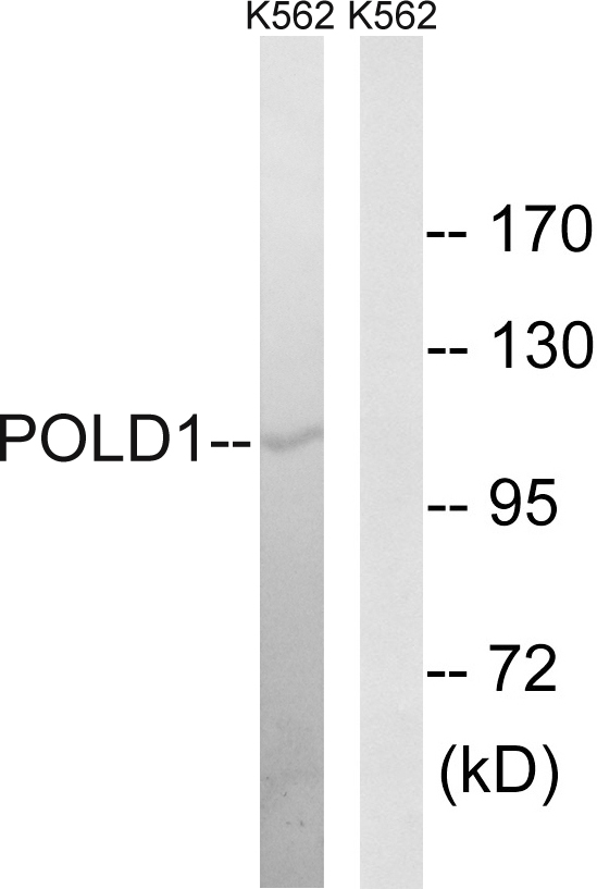 POLD1 Antibody - Western blot analysis of lysates from K562 cells, using POLD1 Antibody. The lane on the right is blocked with the synthesized peptide.