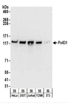 POLD1 Antibody - Detection of Human and Mouse PolD1 by Western Blot. Samples: Whole cell lysate (50 ug) from HeLa, 293T, Jurkat, mouse TCMK-1, and mouse NIH3T3 cells. Antibodies: Affinity purified rabbit anti-PolD1 antibody used for WB at 0.1 ug/ml. Detection: Chemiluminescence with an exposure time of 10 seconds.