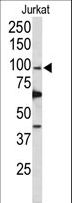 POLD1 Antibody - Western blot of POLD1 Antibody in Jurkat cell line lysates (35 ug/lane). POLD1 (arrow) was detected using the purified antibody.