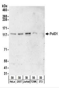 POLD1 Antibody - Detection of Human and Mouse PolD1 by Western Blot. Samples: Whole cell lysate (50 ug) from HeLa, 293T, Jurkat, mouse TCMK-1, and mouse NIH3T3 cells. Antibodies: Affinity purified rabbit anti-PolD1 antibody used for WB at 0.4 ug/ml. Detection: Chemiluminescence with an exposure time of 3 minutes.