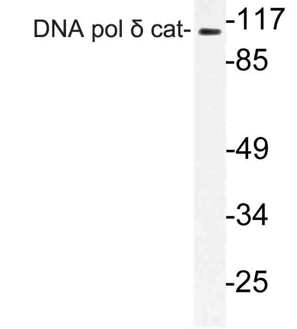 POLD1 Antibody - Western blot of DNA pol cat antibody in extracts from K562 cells.