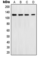 POLD1 Antibody - Western blot analysis of DNA Polymerase delta 1 expression in Jurkat (A); HeLa (B); NIH3T3 (C); LOVO (D) whole cell lysates.