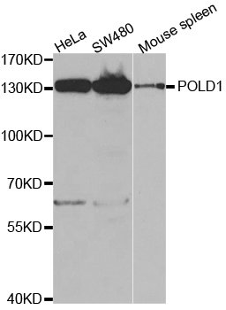 POLD1 Antibody - Western blot analysis of extracts of various cell lines.