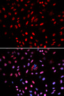 POLD1 Antibody - Immunofluorescence analysis of U2OS cells.