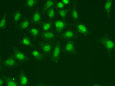 POLD1 Antibody - Immunofluorescence analysis of A549 cells.