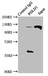 POLD1 Antibody - Immunoprecipitating POLD1 in Hela whole cell lysate Lane 1: Rabbit control IgG instead of POLD1 Antibody in Hela whole cell lysate.For western blotting, a HRP-conjugated Protein G antibody was used as the secondary antibody (1/2000) Lane 2: POLD1 Antibody (8µg) + Hela whole cell lysate (500µg) Lane 3: Hela whole cell lysate (10µg)