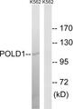 POLD1 Antibody - Western blot analysis of extracts from K562 cells, using POLD1 antibody.
