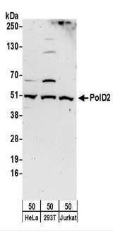 POLD2 Antibody - Detection of Human PolD2 by Western Blot. Samples: Whole cell lysate (50 ug) from HeLa, 293T, and Jurkat cells. Antibodies: Affinity purified rabbit anti-PolD2 antibody used for WB at 0.4 ug/ml. Detection: Chemiluminescence with an exposure time of 3 minutes.