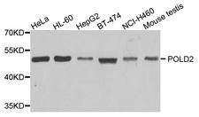 POLD2 Antibody - Western blot analysis of extracts of various cells.