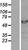 POLD2 Protein - Western validation with an anti-DDK antibody * L: Control HEK293 lysate R: Over-expression lysate
