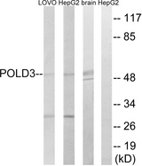POLD3 Antibody - Western blot analysis of lysates from LOVO, HepG2, and mouse brain cells, using POLD3 Antibody. The lane on the right is blocked with the synthesized peptide.