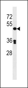 POLD3 Antibody - POLD3 Antibody western blot of Jurkat cell line lysates (35 ug/lane). The POLD3 antibody detected the POLD3 protein (arrow).