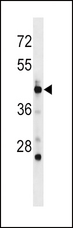 POLD3 Antibody - POLD3 Antibody western blot of mouse spleen tissue lysates (35 ug/lane). The POLD3 antibody detected the POLD3 protein (arrow).