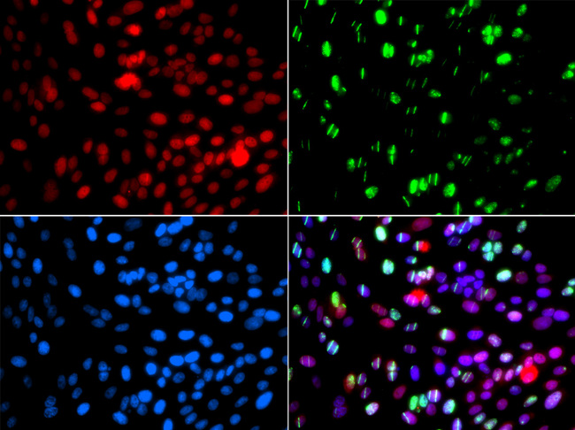 POLD3 Antibody - Immunofluorescence analysis of GFP-RNF168 trangenic U2OS cells.