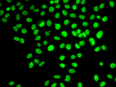 POLD3 Antibody - Immunofluorescence analysis of U20S cells.