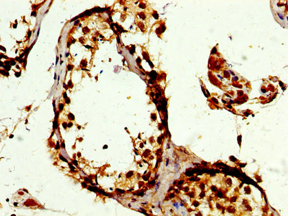 POLD3 Antibody - Immunohistochemistry image at a dilution of 1:300 and staining in paraffin-embedded human testis tissue performed on a Leica BondTM system. After dewaxing and hydration, antigen retrieval was mediated by high pressure in a citrate buffer (pH 6.0) . Section was blocked with 10% normal goat serum 30min at RT. Then primary antibody (1% BSA) was incubated at 4 °C overnight. The primary is detected by a biotinylated secondary antibody and visualized using an HRP conjugated SP system.