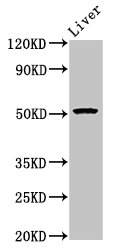 POLD3 Antibody - Positive Western Blot detected in Mouse liver tissue. All lanes: POLD3 antibody at 5.4 µg/ml Secondary Goat polyclonal to rabbit IgG at 1/50000 dilution. Predicted band size: 52, 47, 40 KDa. Observed band size: 52 KDa