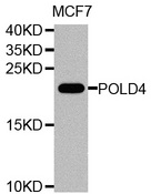 POLD4 Antibody - Western blot analysis of extracts of MCF7 cells.