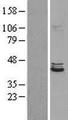 POLDIP2 / PDIP38 Protein - Western validation with an anti-DDK antibody * L: Control HEK293 lysate R: Over-expression lysate