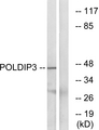 POLDIP3 / p46 Antibody - Western blot analysis of lysates from RAW264.7 cells, using POLDIP3 Antibody. The lane on the right is blocked with the synthesized peptide.