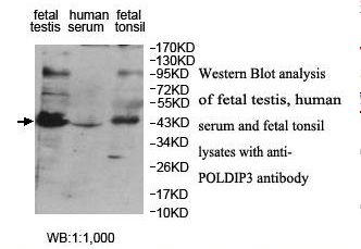 POLDIP3 / p46 Antibody