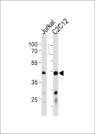 POLDIP3 / p46 Antibody - POLDIP3 Antibody western blot of Jurkat,mouse C2C12 cell line lysates (35 ug/lane). The POLDIP3 Antibody antibody detected the POLDIP3 Antibody protein (arrow).