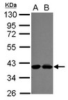 POLDIP3 / p46 Antibody - Sample (30 ug of whole cell lysate) A: NT2D1 B: U87-MG 10% SDS PAGE POLDIP3 / SKAR antibody diluted at 1:1000