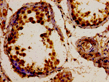 POLDIP3 / p46 Antibody - Immunohistochemistry image of paraffin-embedded human testis tissue at a dilution of 1:100