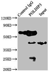 POLDIP3 / p46 Antibody - Immunoprecipitating POLDIP3 in Jurkat whole cell lysate Lane 1: Rabbit control IgG instead of POLDIP3 Antibody in Jurkat whole cell lysate.For western blotting, a HRP-conjugated Protein G antibody was used as the secondary antibody (1/2000) Lane 2: POLDIP3 Antibody (8µg) + Jurkat whole cell lysate (500µg) Lane 3: Jurkat whole cell lysate (10µg)