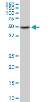 POLE2 Antibody - POLE2 monoclonal antibody (M01), clone 1A3. Western Blot analysis of POLE2 expression in PC-12.
