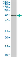POLE2 Antibody - POLE2 monoclonal antibody (M01), clone 1A3. Western Blot analysis of POLE2 expression in Raw 264.7.
