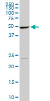 POLE2 Antibody - POLE2 monoclonal antibody (M01), clone 1A3. Western Blot analysis of POLE2 expression in NIH/3T3.