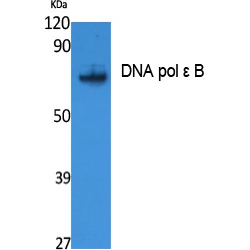 POLE2 Antibody - Western blot of DNA pol epsilon B antibody