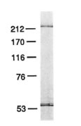 POLE3 / DNA Polymerase Epsilon Antibody - SDS-polyacrylamide gel analysis of HeLa DNA pol purified by Mono S FPLC. The Mono S fraction of HeLa DNA pol (0.1 mg) was electrophoresed on a 7% SDS-polyacrylamide gel and stained with silver.  This image was taken for the unconjugated form of this product. Other forms have not been tested.