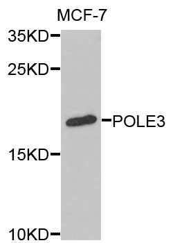 POLE3 / DNA Polymerase Epsilon Antibody - Western blot analysis of extracts of MCF-7 cells.