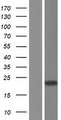 POLE3 / DNA Polymerase Epsilon Protein - Western validation with an anti-DDK antibody * L: Control HEK293 lysate R: Over-expression lysate