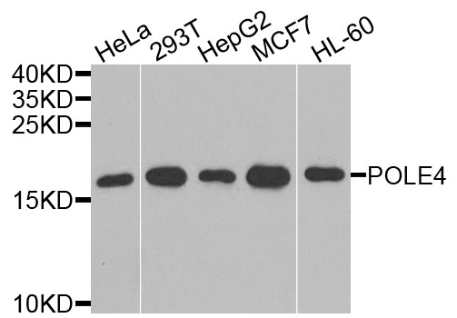 POLE4 / p12 Antibody - Western blot analysis of extracts of various cells.