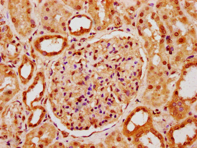 POLE4 / p12 Antibody - Immunohistochemistry Dilution at 1:400 and staining in paraffin-embedded human kidney tissue performed on a Leica BondTM system. After dewaxing and hydration, antigen retrieval was mediated by high pressure in a citrate buffer (pH 6.0). Section was blocked with 10% normal Goat serum 30min at RT. Then primary antibody (1% BSA) was incubated at 4°C overnight. The primary is detected by a biotinylated Secondary antibody and visualized using an HRP conjugated SP system.